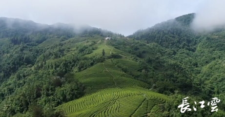 十堰市一季度项目拉练暨3月份重大项目集中开工活动举行 推动精制茶产业高质量发展