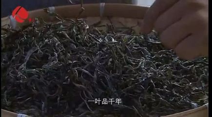 今天!最牛普洱茶县县长获全县人民点赞!他这样推介家乡普洱茶!勐海人转起来!